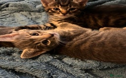 Maine Coon cats for sale: Maincoon X Bengal Tabby beautiful markings - Image 15