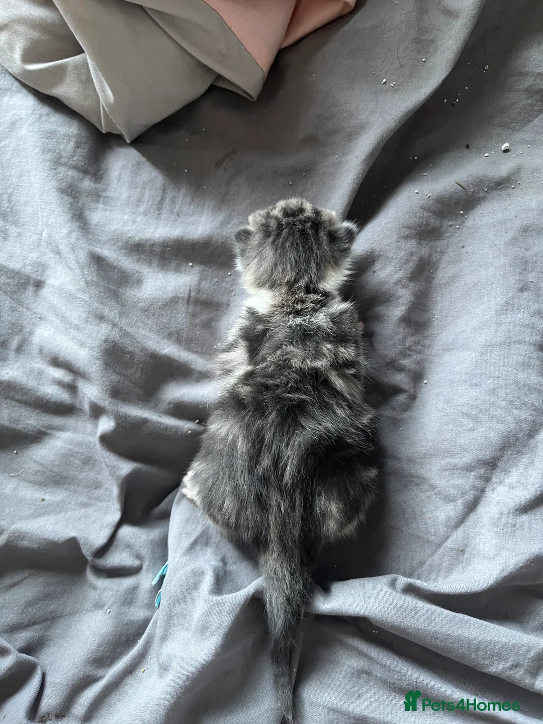 Mixed Breed cats for sale: 3 kittens ready for adoption  in Stroud - Advert 2