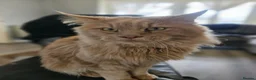 Maine Coon cats for sale: Mainecoon × Siberian  - Advert 4