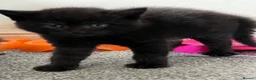 American Wirehair cats for sale: American wirehair/Long hair kittens for sale  - Advert 9