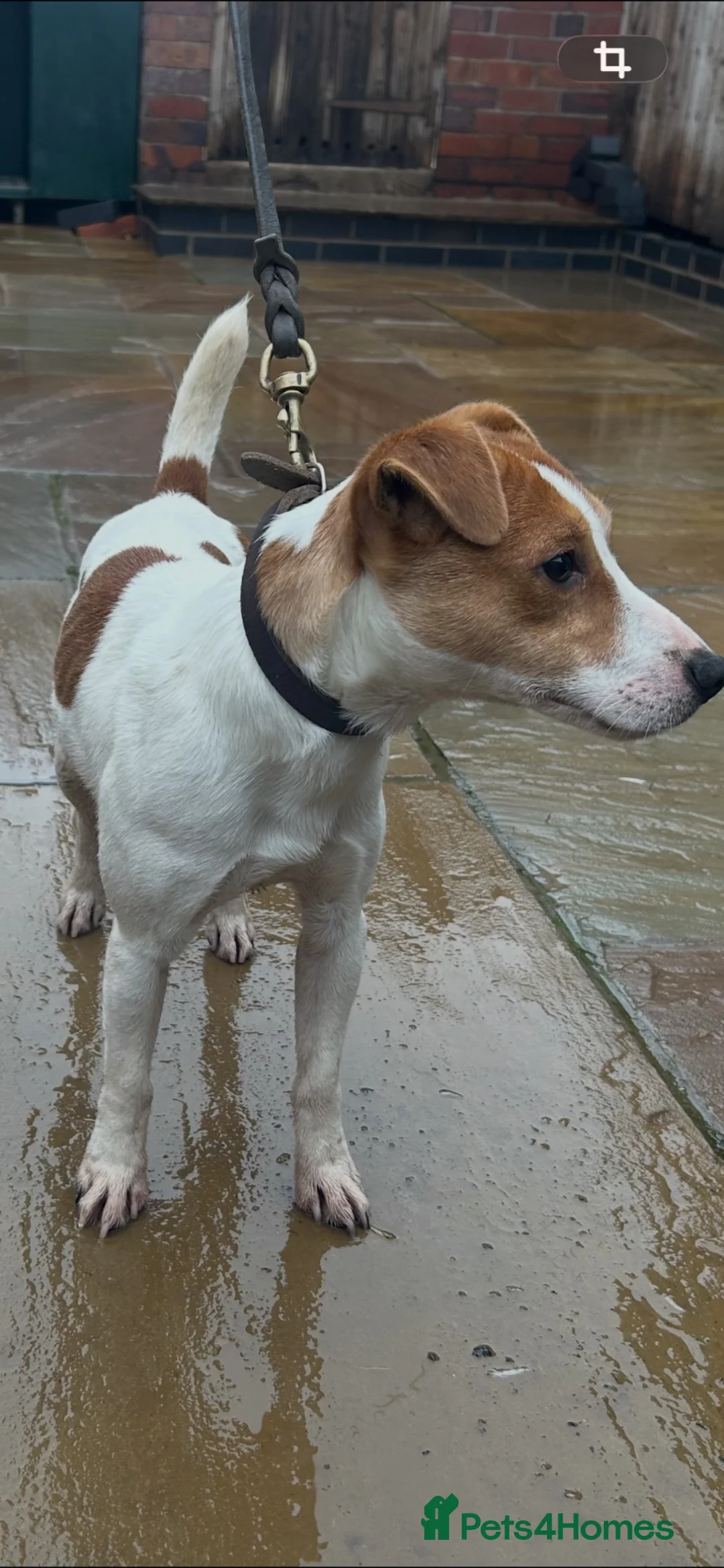 Jack Russell dogs for stud: Jack Russel Proven Stud - Advert 4