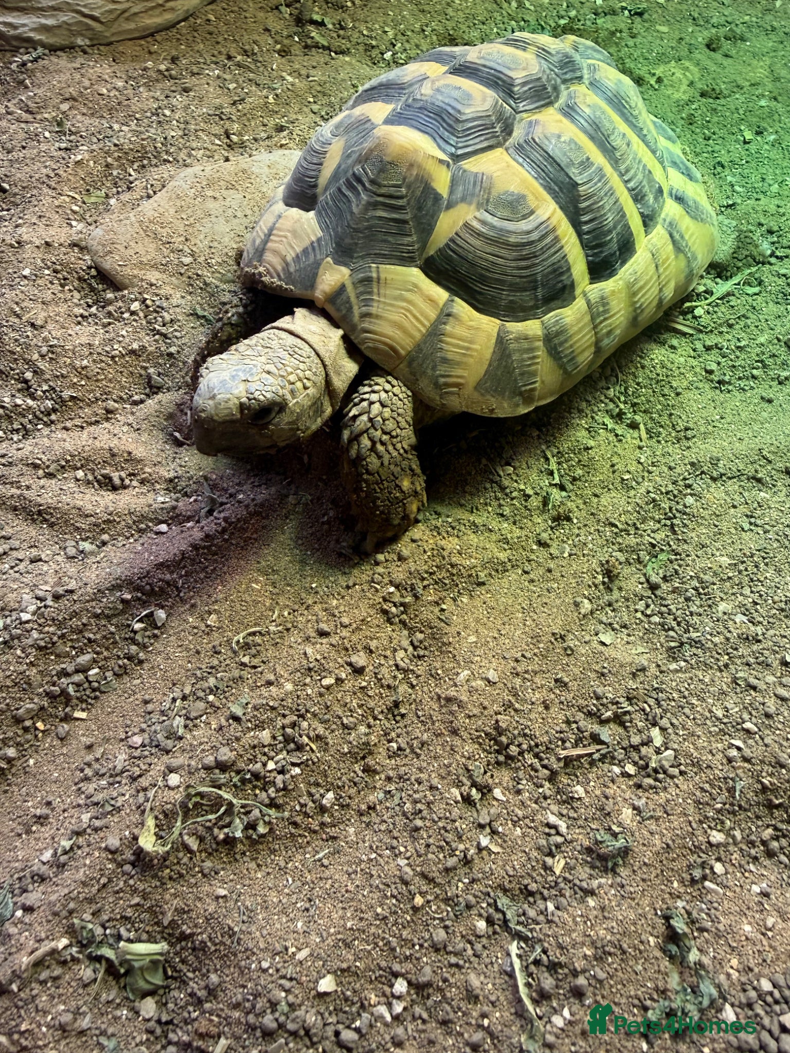 Hermann Tortoise reptiles for sale: Hermann Tortoise female 4 year - Advert 1