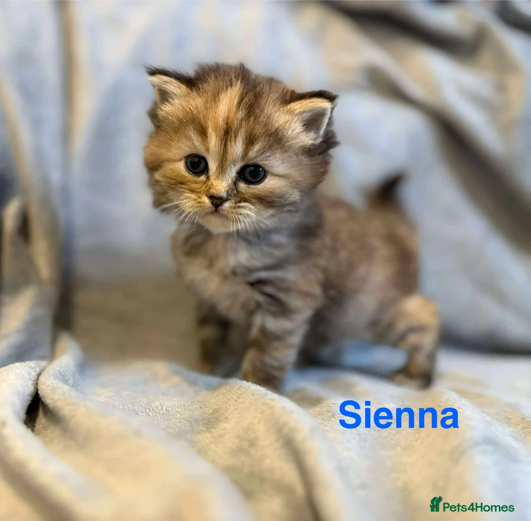 Persian cats for sale: **SOLD** Stunning litter of five female Perdolls - Advert 33