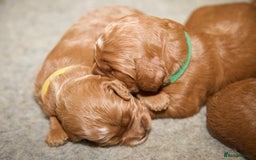 Cockapoo dogs for sale: Gorgeous Fox Red Cockapoo Puppies avail 15/12/25 - Image 10