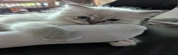 Ragdoll cats for sale: GCCF Full Pedigree Ragdoll Kittens  - Advert 24