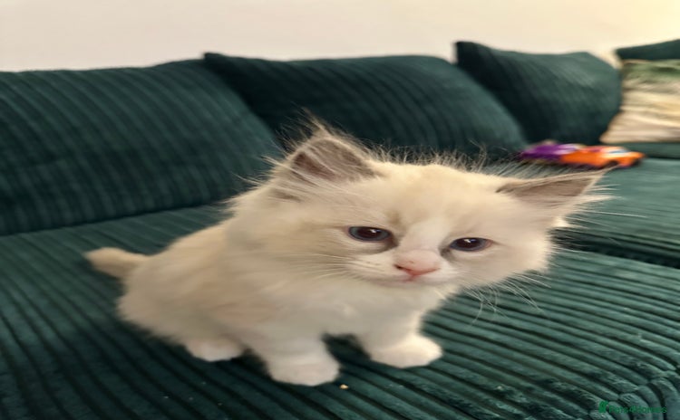 Ragdoll cats - Advert 3