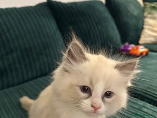 Ragdoll cats - Advert 3