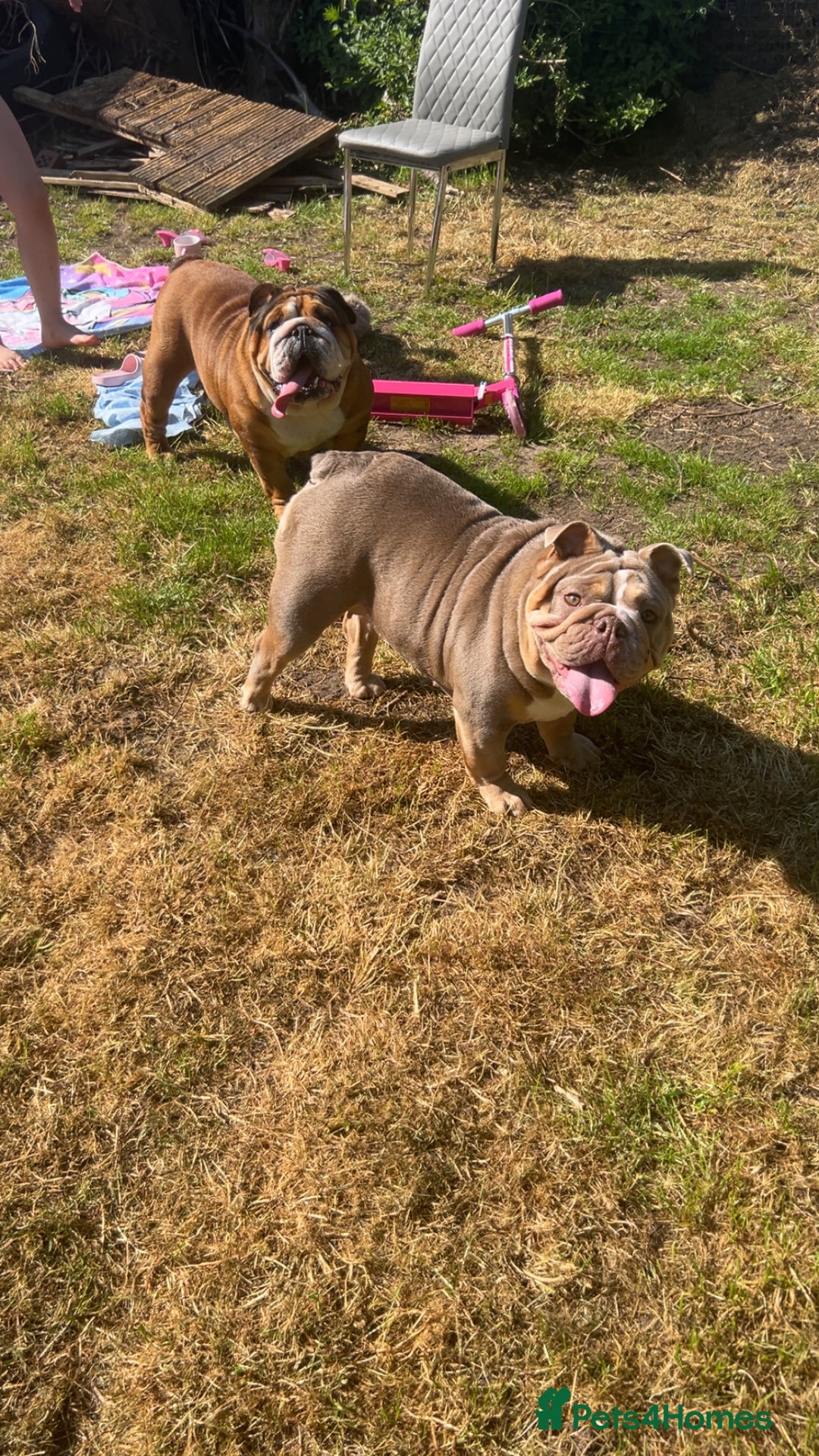 English Bulldog dogs for sale: English bulldog for re homing  - Advert 2