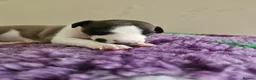 Whippet dogs for sale: Outstanding kc whippet - Advert 5
