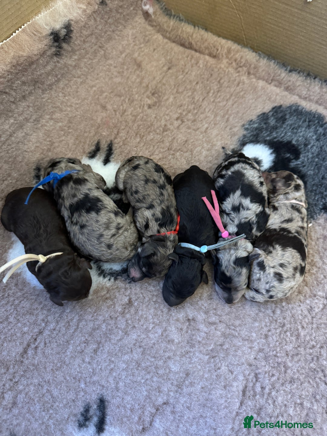 Labradoodle dogs for sale: Labradoodle x toy poodle - Merle  - Image 2