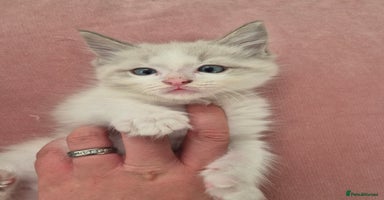 Ragdoll cats - Advert 4