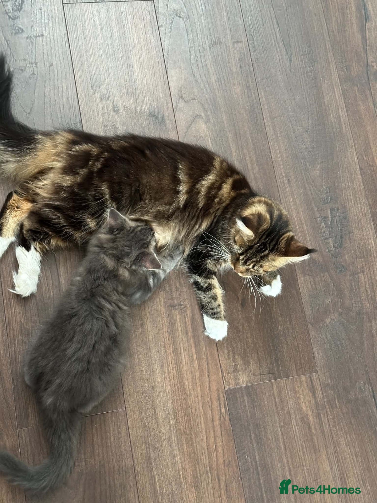 Maine Coon cats G Maine Coons - Advert 2