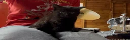 Mixed Breed cats for sale: Kittens for sale  - Advert 4