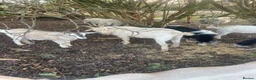 Goats livestock for sale: Goats - Advert 18