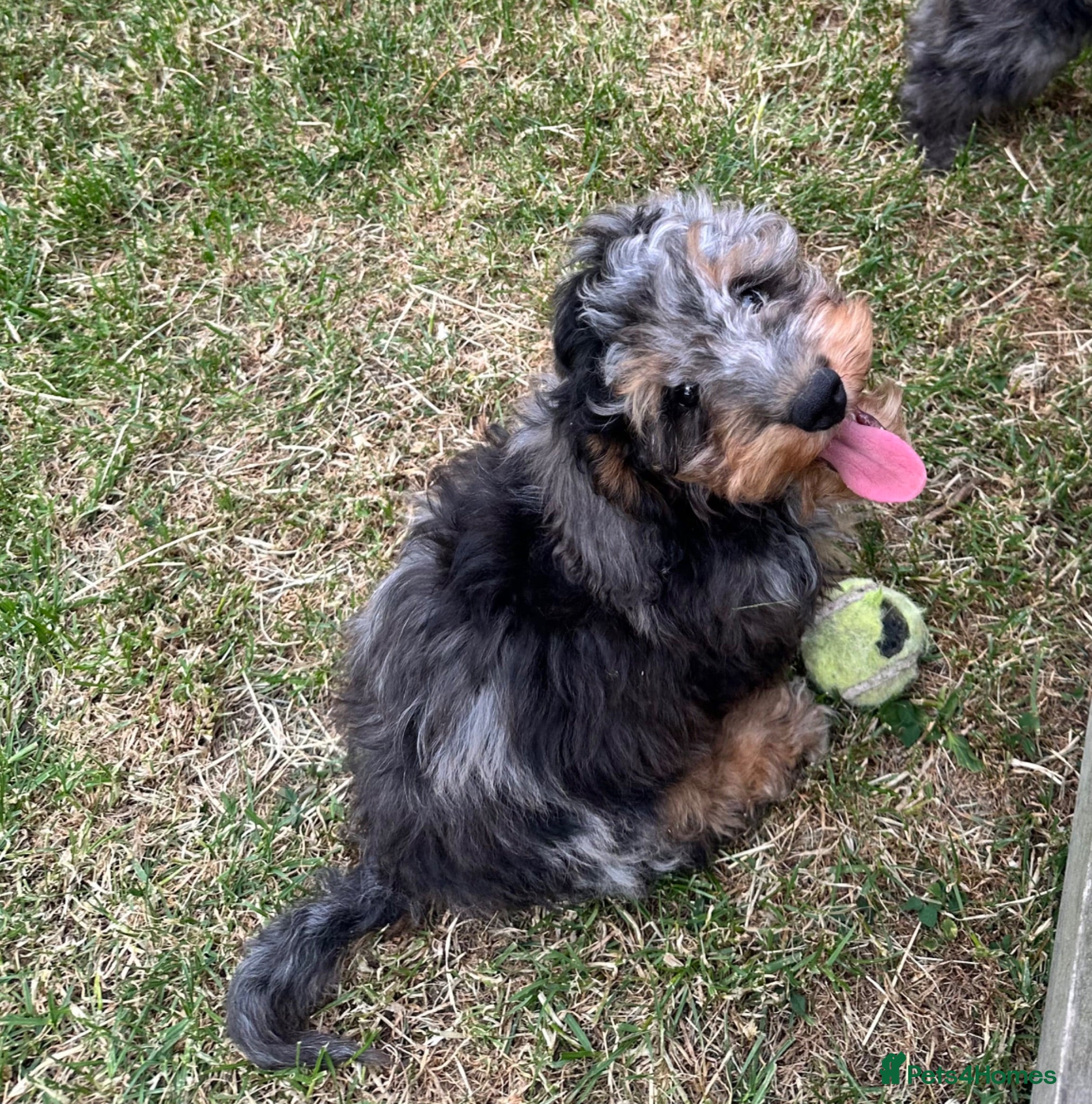 Doxiepoo dogs Stunning dachshund/poodle pups - Advert 2
