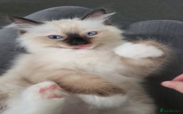 Ragdoll cats for sale: 5 beautiful ragdoll kittens - Image 11