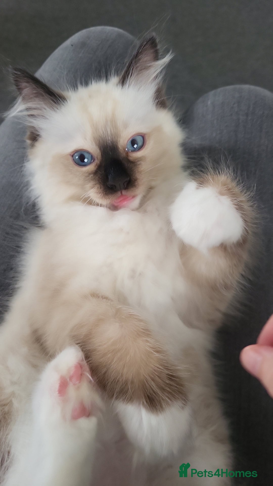 Ragdoll cats for sale: 5 beautiful ragdoll kittens - Image 11