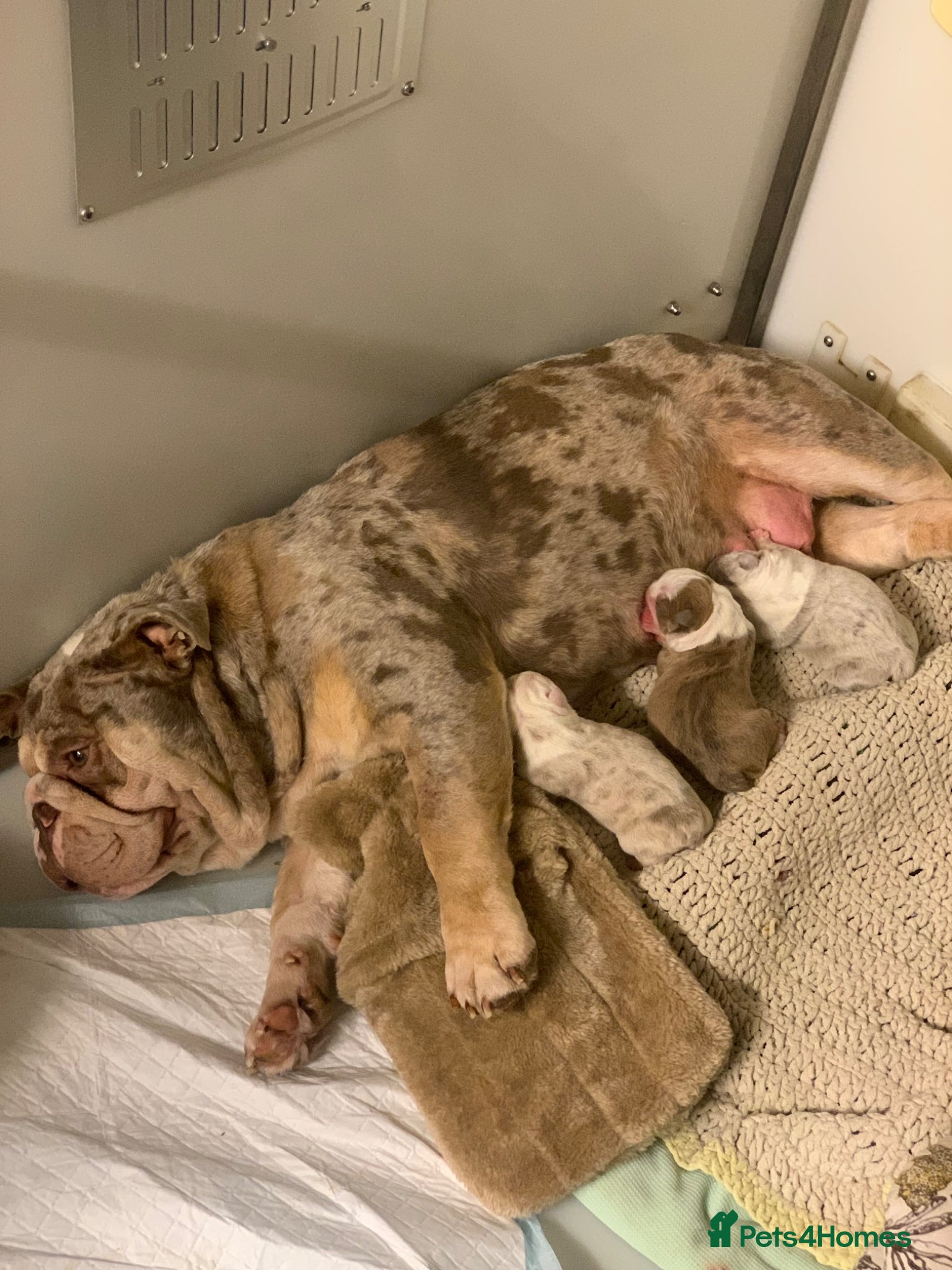 English Bulldog dogs Happy healthy English bulldog babies  - Advert 1