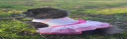 Pomeranian dogs for sale: Xx **   **  pomeranian puppy  in Doncaster - Advert 12