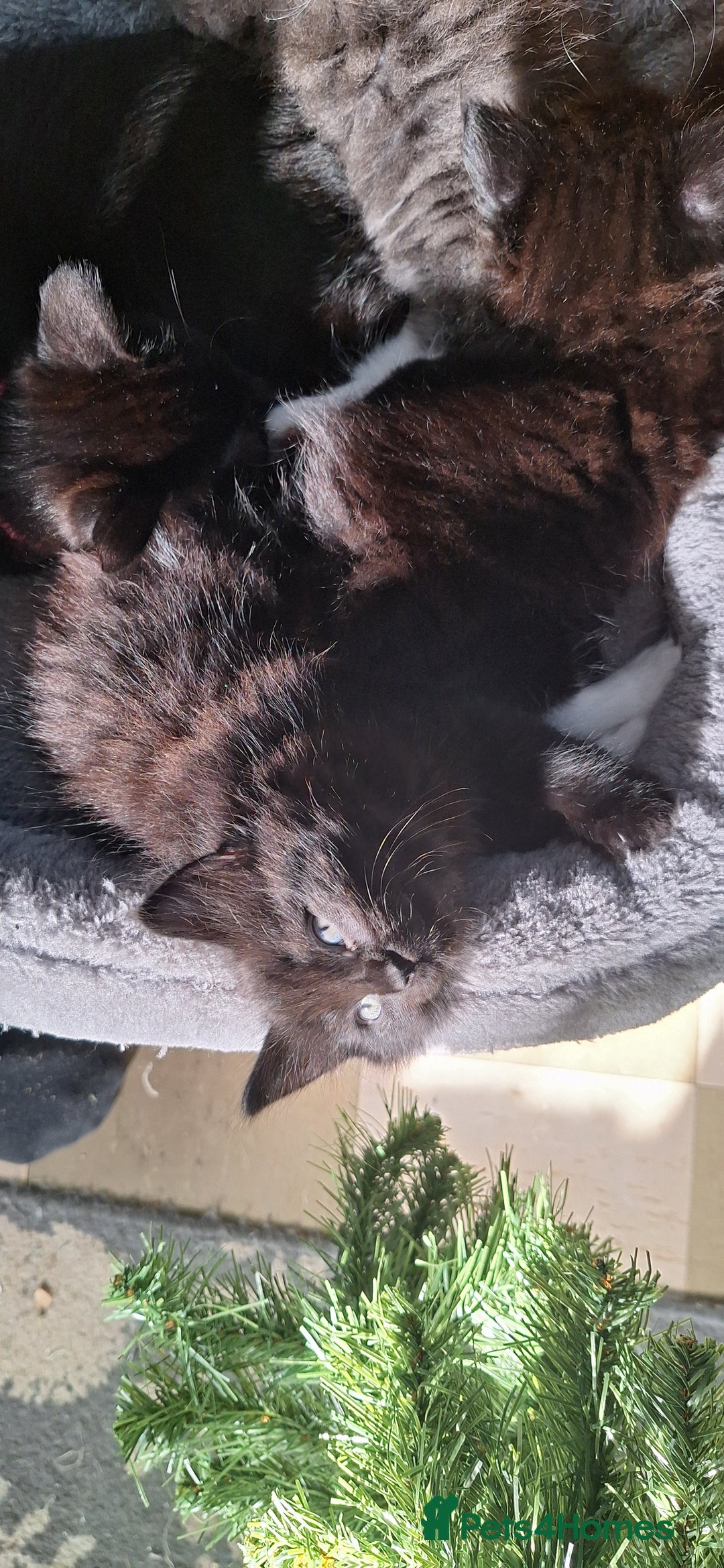 Mixed Breed cats for sale: Fluffy Kittens Gorgeous Personalities! 🐱💞 - Image 5