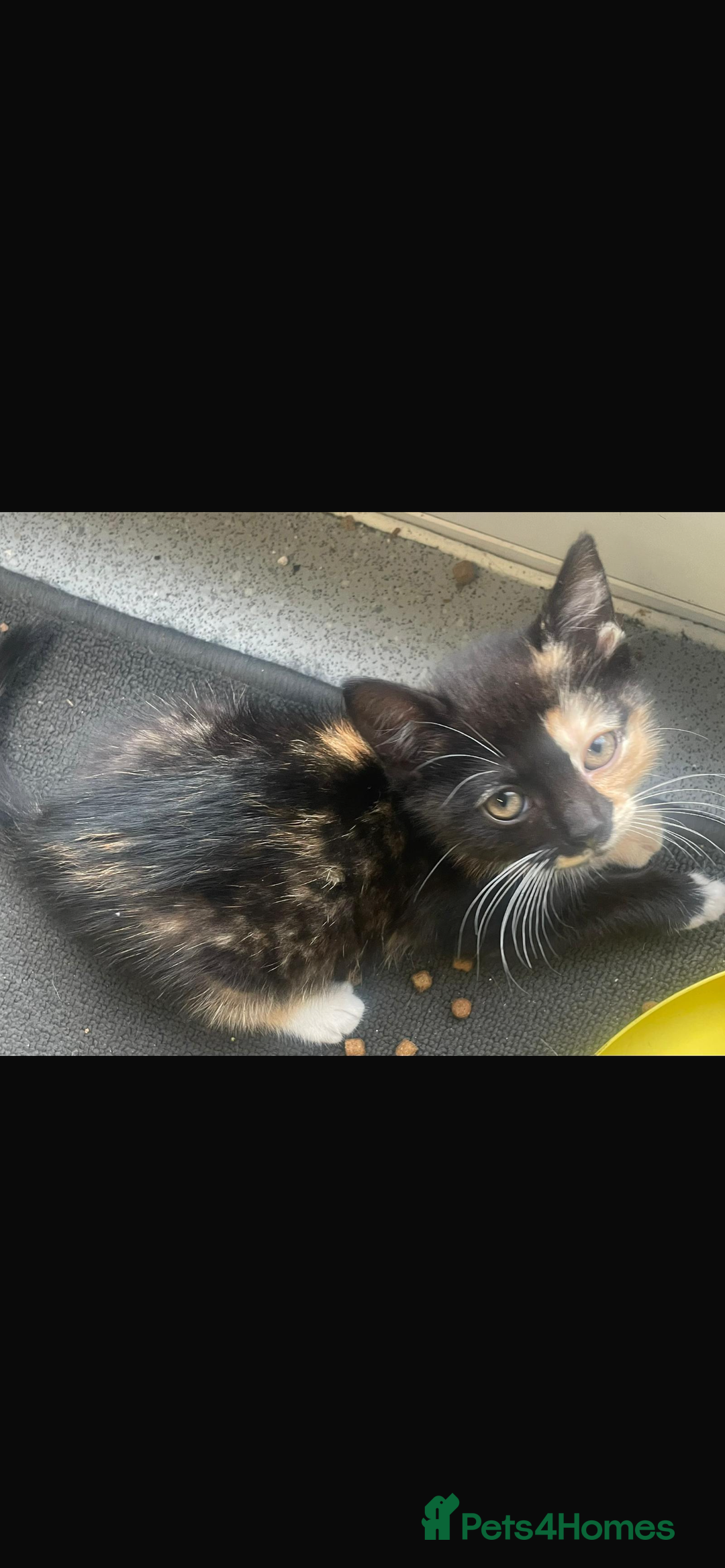 Mixed Breed cats for sale: Kittens for sale - Advert 7