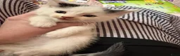 Mixed Breed cats for sale: 3 mixed mainecoon kittens ready for new home.  - Advert 12