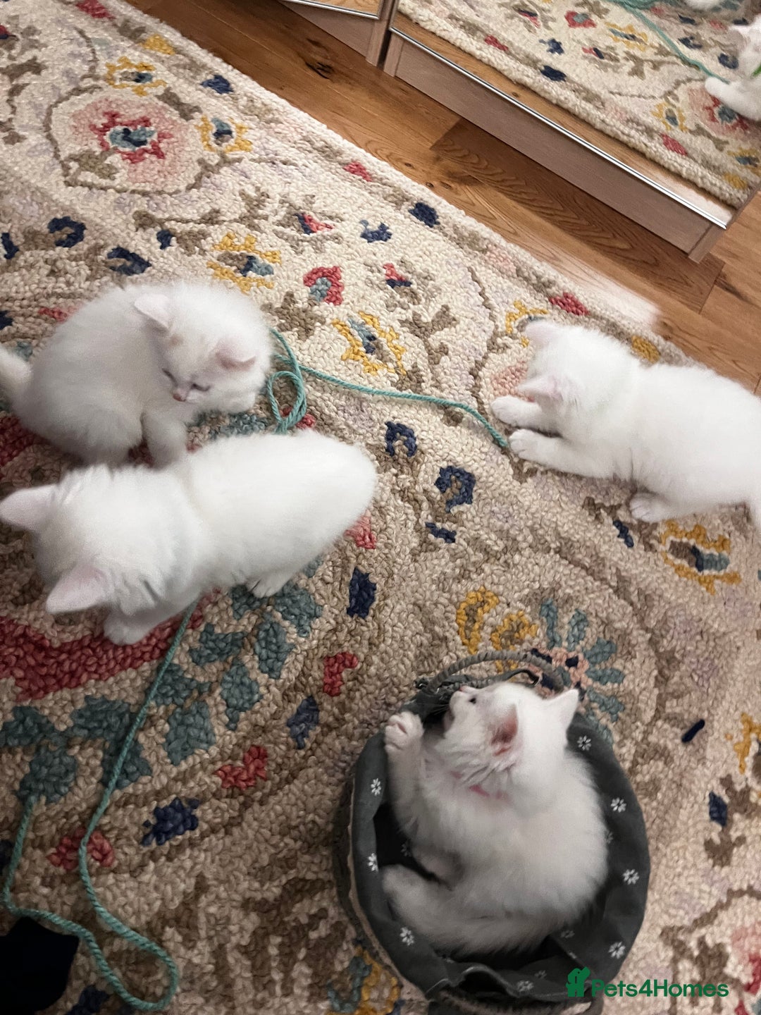 Turkish Angora cats for sale: Turkish Angora Longhair kittens - Advert 10