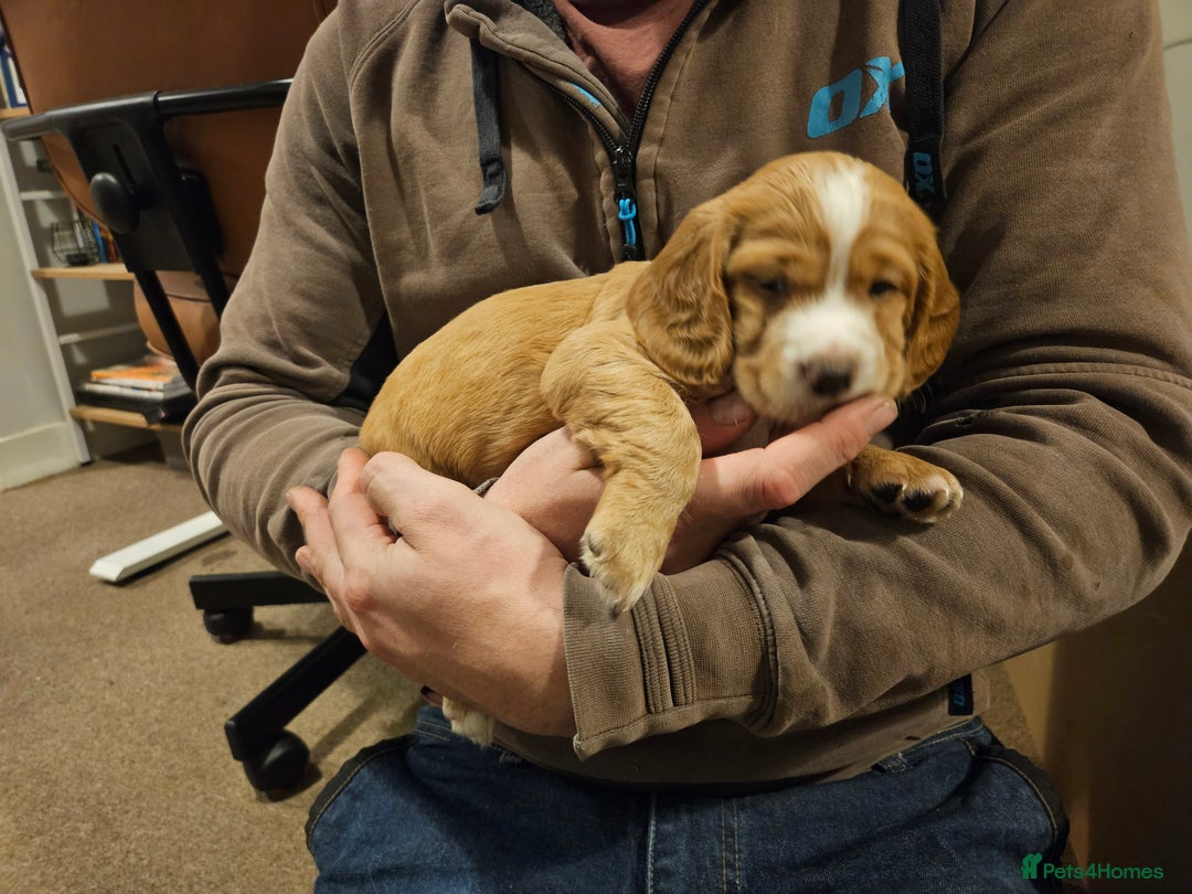 Cocker Spaniel dogs for sale: KC Working Cocker Spaniel Puppies - Advert 23