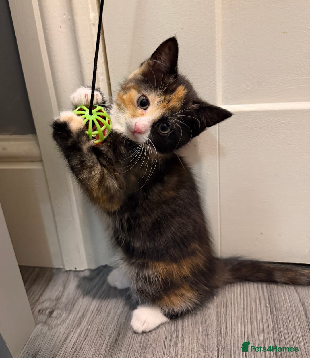 Mixed Breed cats for sale: 5 kittens for sale - Advert 23