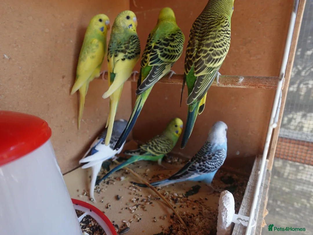 Budgerigars birds for sale: Baby Budgerigars For Sale - Advert 1