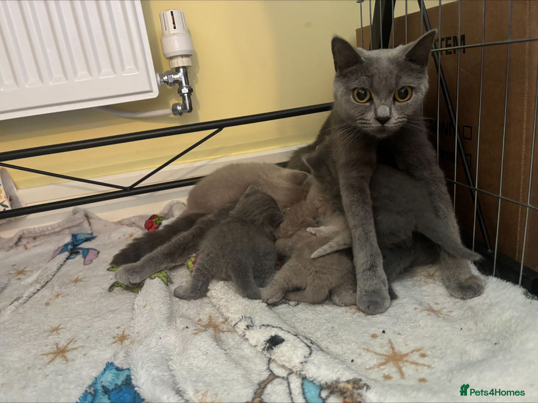 British Shorthair cats British Blue & Lilac Shorthair Kittens - Advert 2