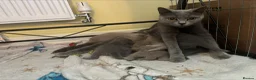 British Shorthair cats for sale: British Blue & Lilac Shorthair Kittens - Advert 1
