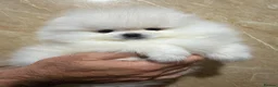Pomeranian dogs for sale: Beautiful White/Cream Pomeranian Puppies - Advert 6