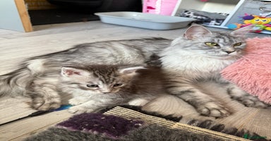 Maine Coon cats - Advert 14