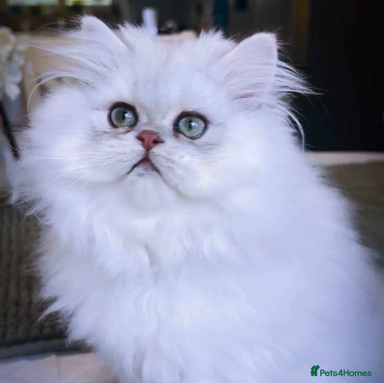 Persian cats Exeptionally Beautiful Chinchilla Persians - Advert 1