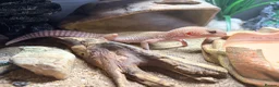 Gecko reptiles for sale: Potato the gecko and vivarium - Advert 4