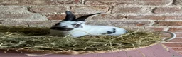 Rex rabbits for sale: Mini Rex Bucks  in Lincoln - Advert 3