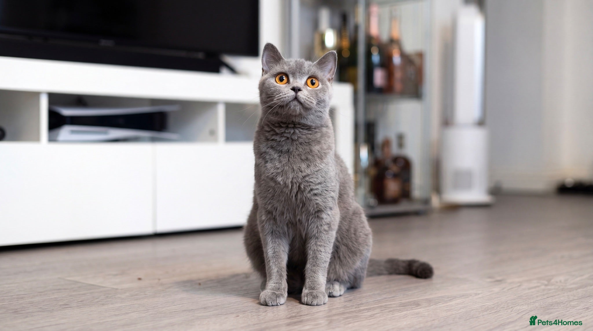 British Shorthair cats Beautiful British Shorthair Kittens - Advert 1