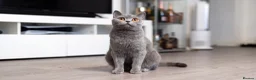 British Shorthair cats for sale: Beautiful British Shorthair Kittens - Advert 3