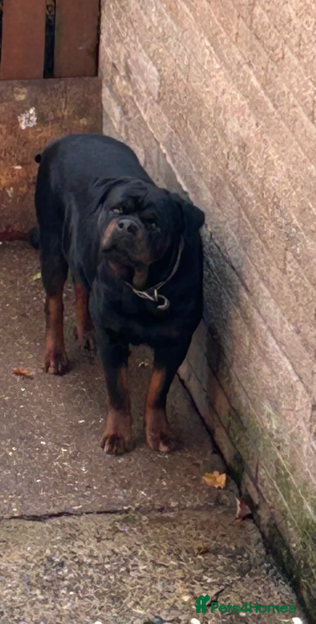 Rottweiler dogs for sale: Champion  bloodline Rottwiler Puppies  - Advert 8
