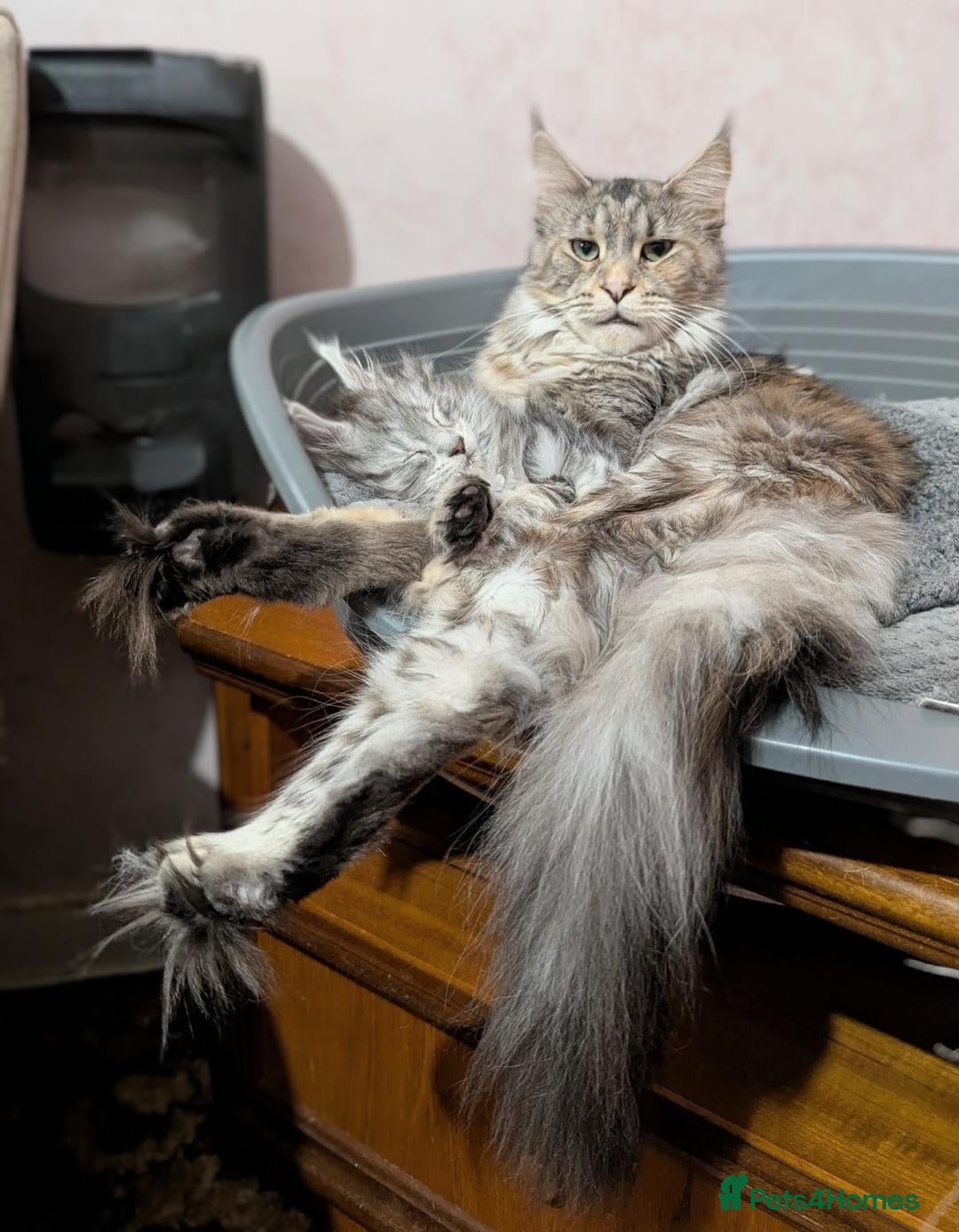 Maine Coon cats for sale: 🎄3 Purebred Maine Coon Girls – Ready 23 Dec 🎄 - Advert 11