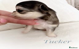Chihuahua dogs for sale: KC rare husky marking chihuahua puppies Thai lines - Image 11