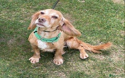 Cocker Spaniel dogs for adoption: Bob needs a loving home  - Advert 30