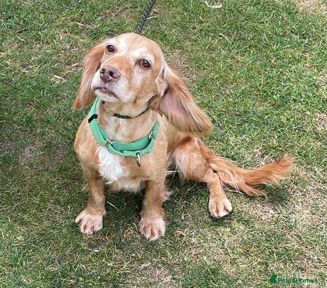 Cocker Spaniel dogs for adoption: Bob needs a loving home  - Advert 30