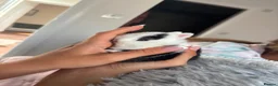 Netherland Dwarf rabbits for sale: Netherland Dwarf rabbits  - Advert 12