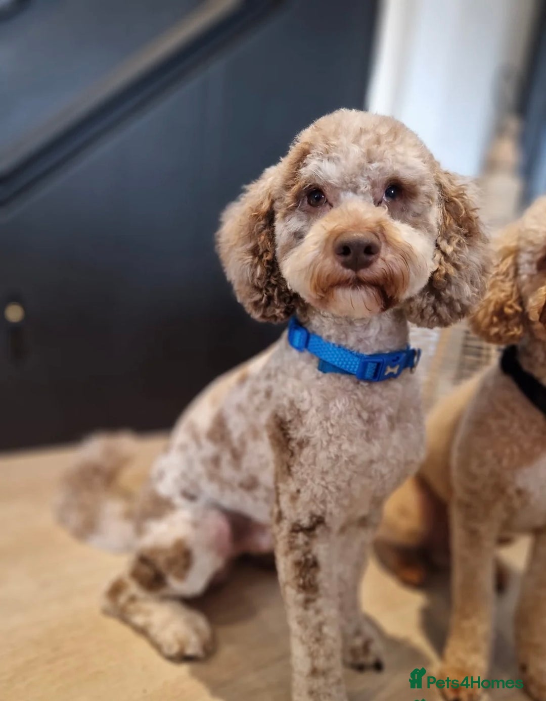 Cockapoo dogs for sale: Cockapoo F1b Puppies born 8 December  - Advert 5