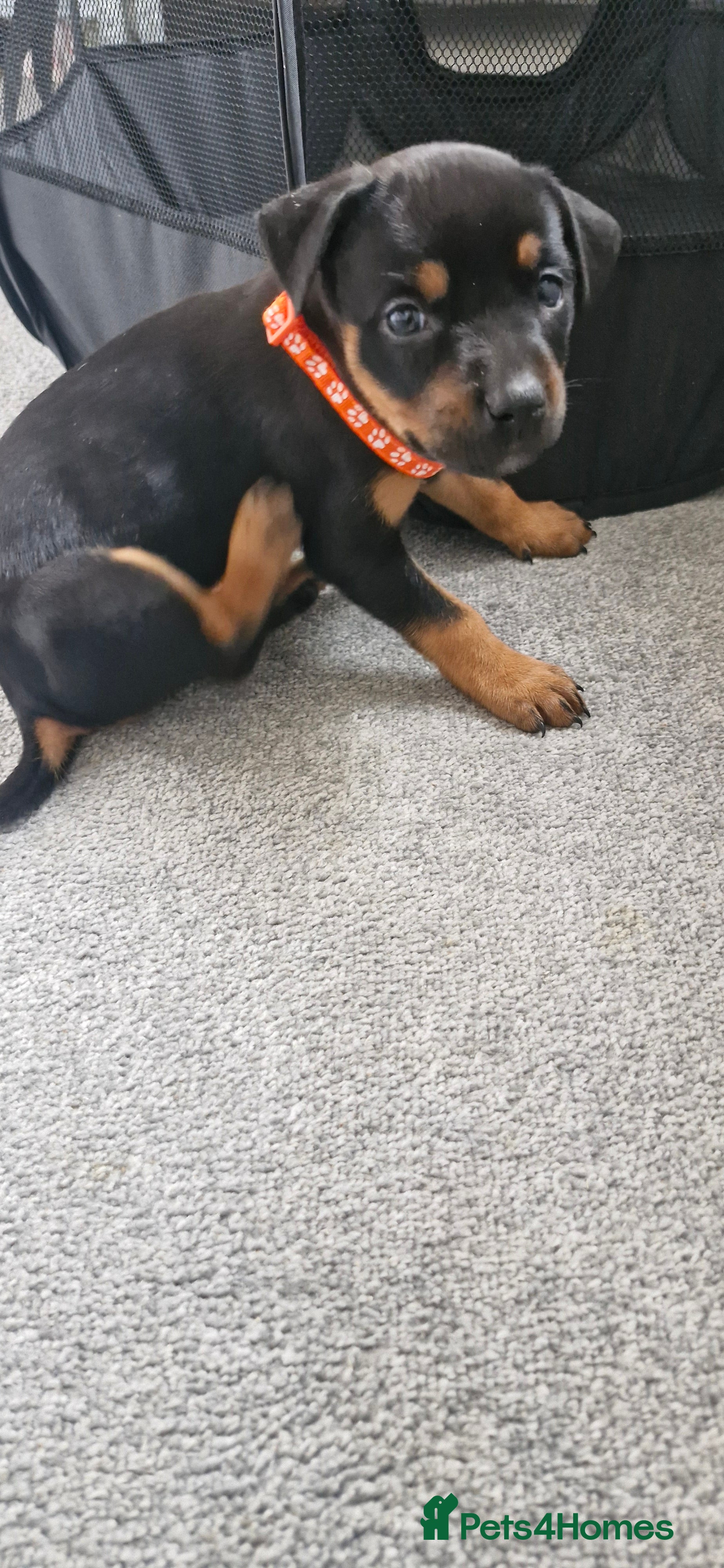 Mixed Breed dogs Doberman/shepherd puppies - Advert 15