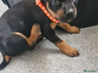 Mixed Breed dogs Doberman/shepherd puppies - Advert 15