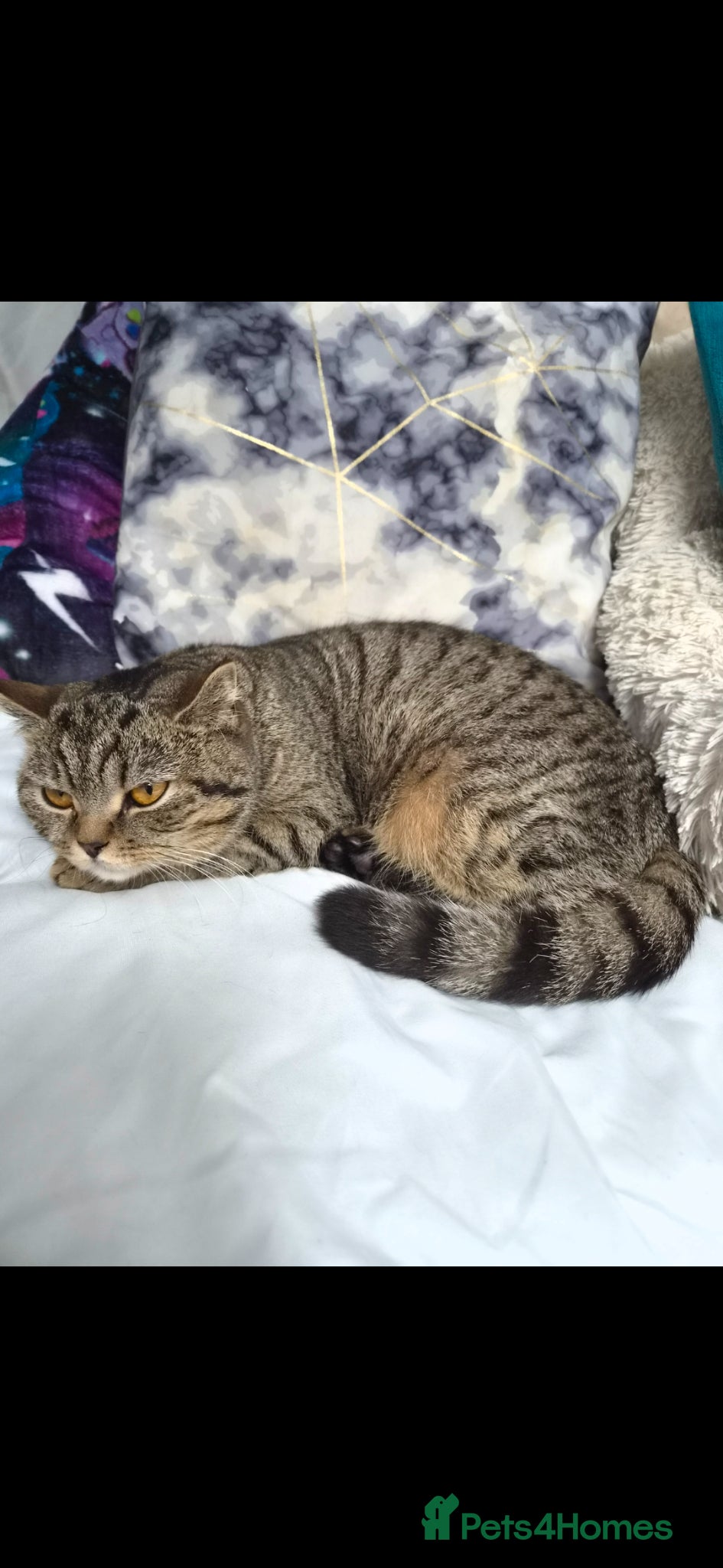 Mixed Breed cats Kittens Looking for Loving Homes 🐾 - Advert 2