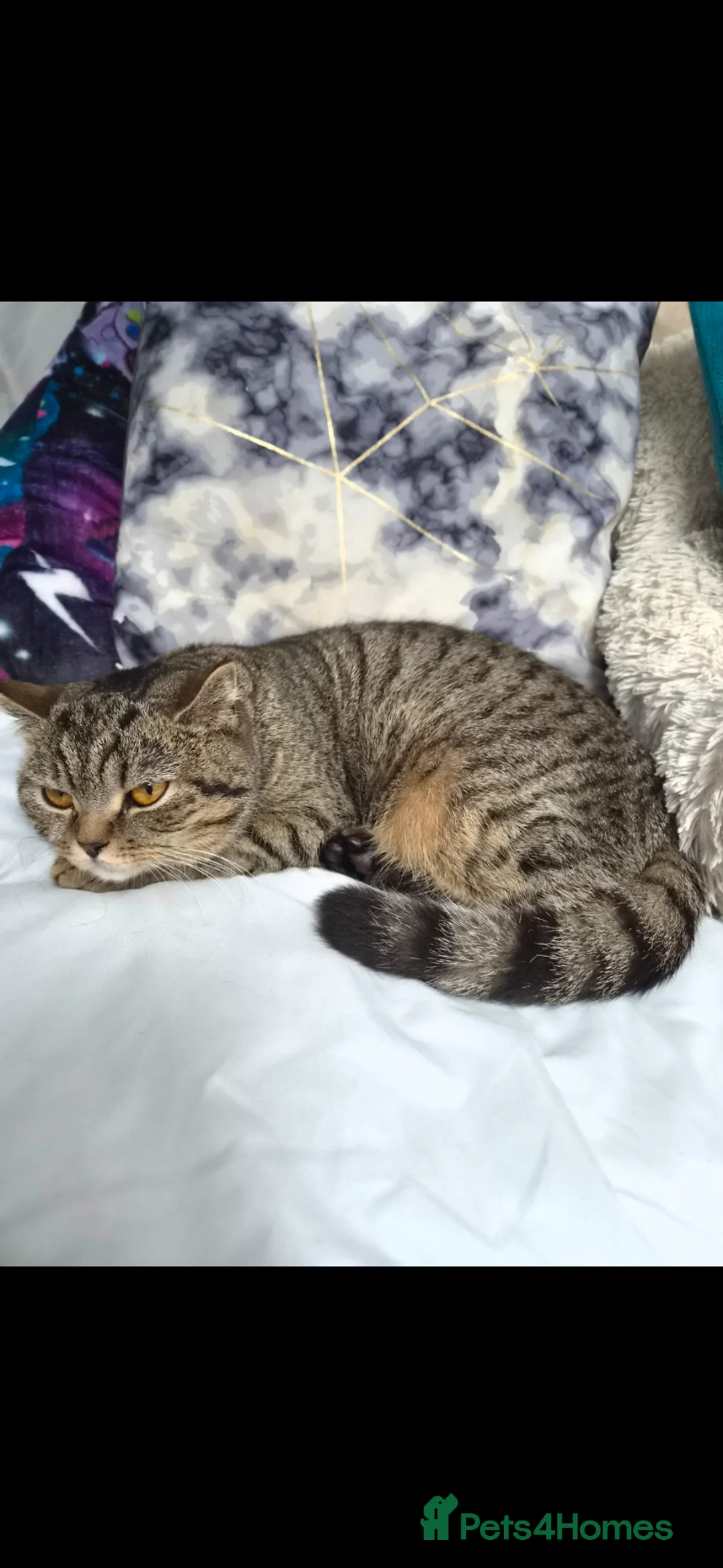 Mixed Breed cats for sale: Kittens Looking for Loving Homes 🐾 - Advert 1